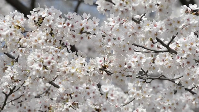 日本东京，猪城公园的花见樱花视频素材