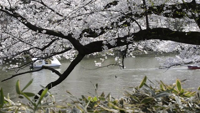 日本东京，猪城公园的花见樱花视频素材