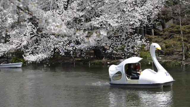 日本东京，猪城公园的花见樱花视频素材