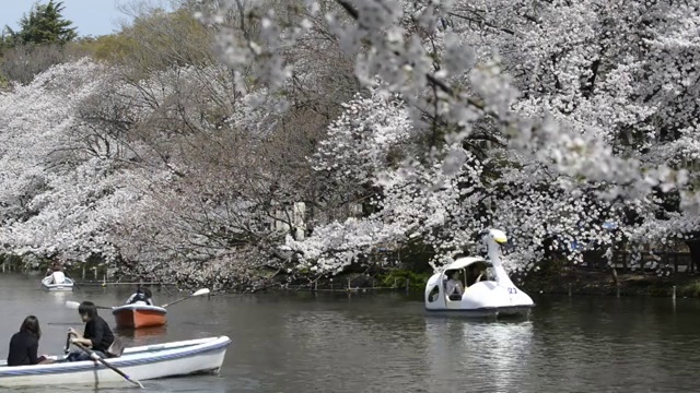 日本东京，猪城公园的花见樱花视频素材