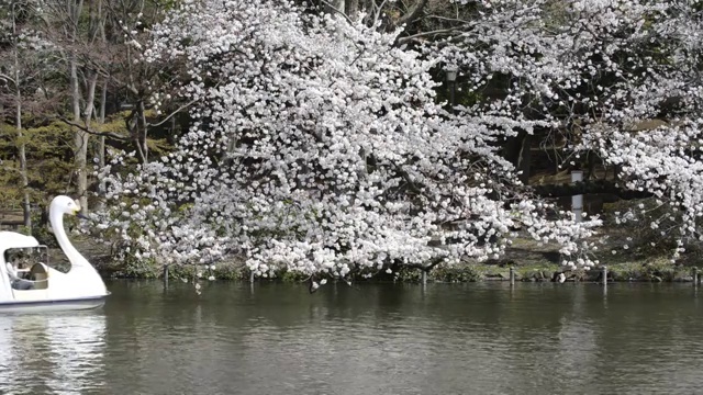 日本东京，猪城公园的花见樱花视频素材