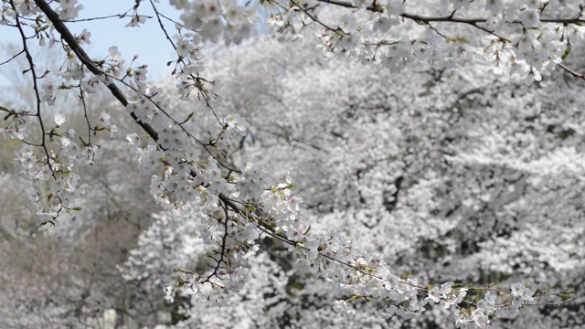 日本东京，猪城公园的花见樱花视频素材