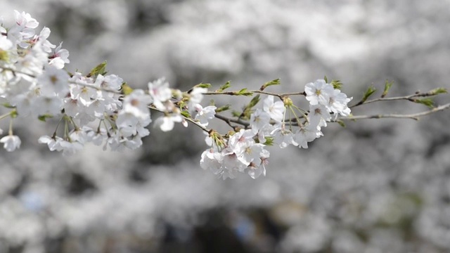 日本东京，猪城公园的花见樱花视频素材