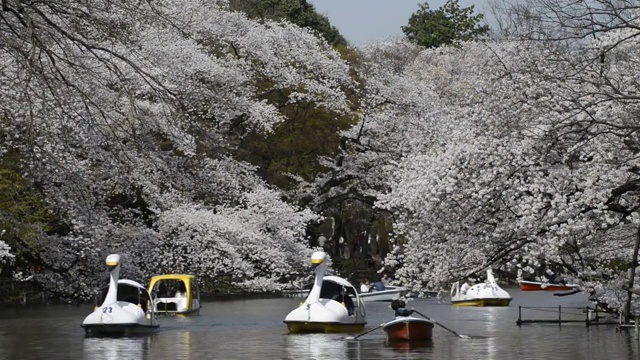 日本东京，猪城公园的花见樱花视频素材