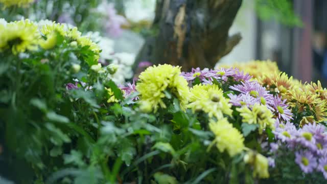 菊花与蜜蜂视频素材