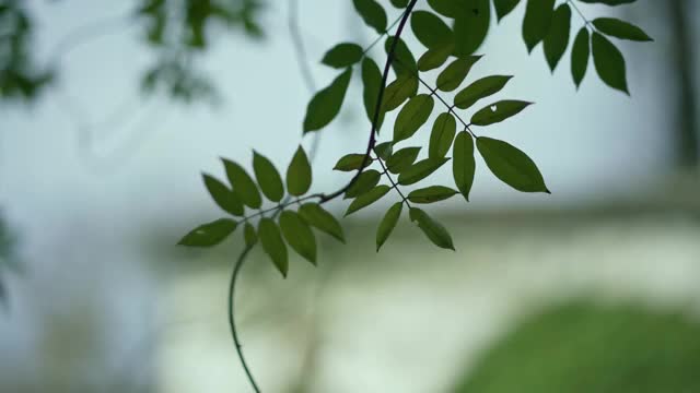 苏州留园的植物视频素材