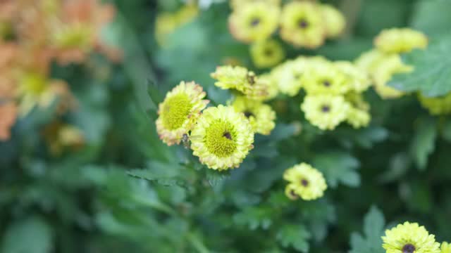 菊花与蜜蜂视频素材