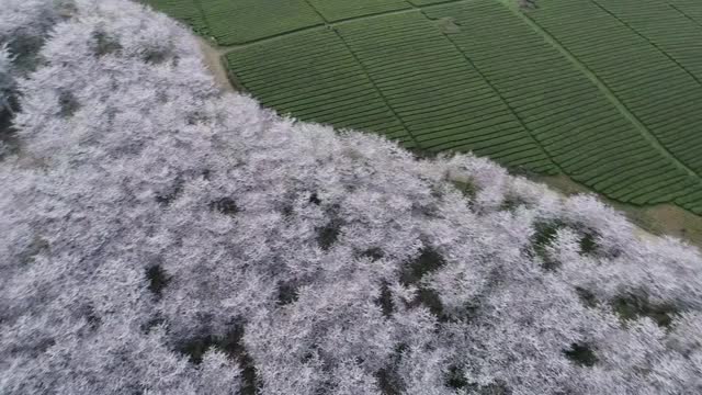 航拍樱花园视频素材