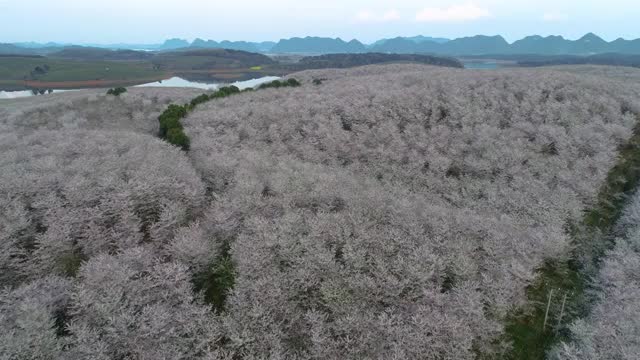 航拍樱花园视频素材