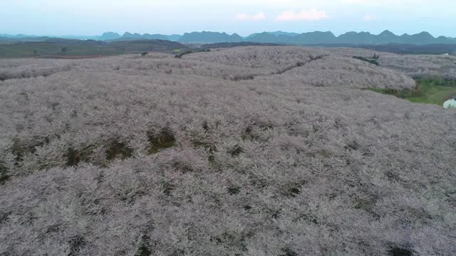 航拍樱花园视频素材