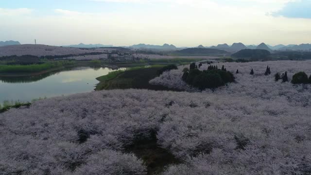 航拍樱花园视频素材