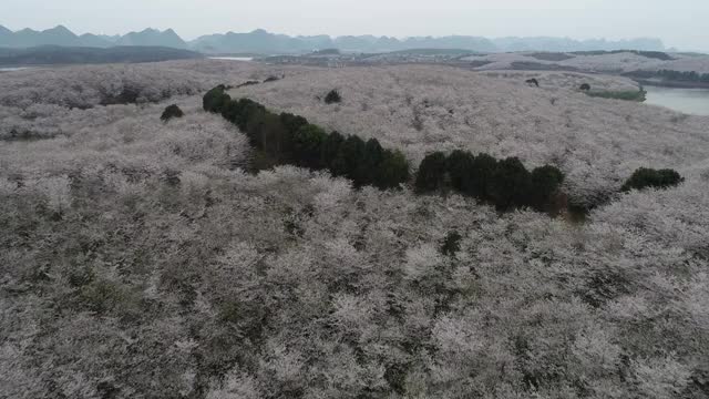 航拍樱花园视频素材