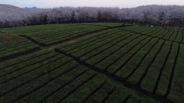 航拍贵阳茶园和樱花园视频素材