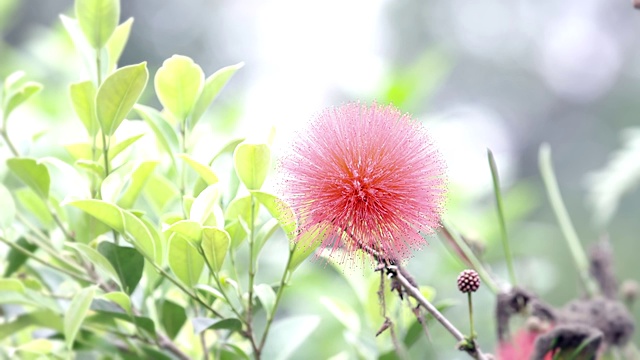 合欢花视频素材