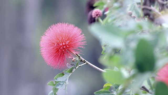 蜜蜂采蜜合欢花视频素材