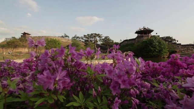 水原华城炮台的杜鹃花视频素材