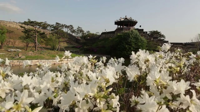 水原华城炮台的杜鹃花视频素材