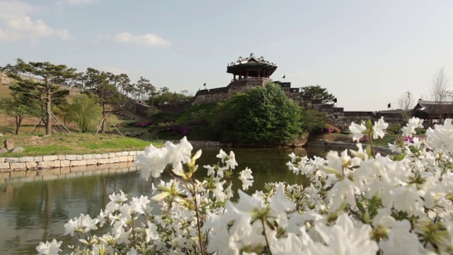 水原华城炮台的杜鹃花视频素材