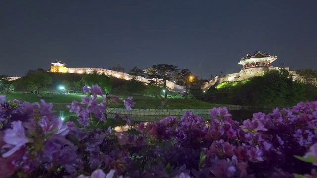 水原华城炮台的杜鹃花视频素材