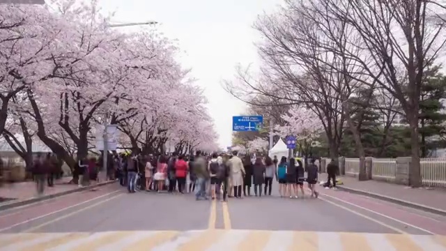 樱道樱花节风景视频素材