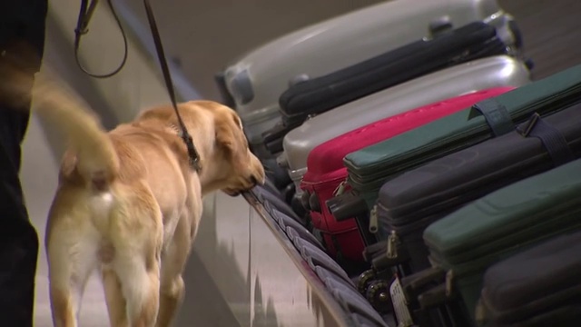 训练缉毒犬视频素材