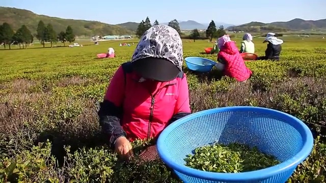 绿茶收获(Boseong茶园景观)视频素材