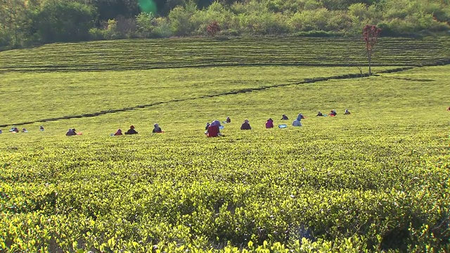 绿茶收获(Boseong茶园景观)视频素材