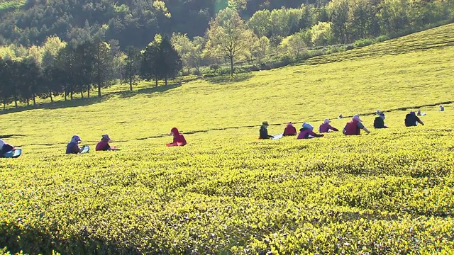 绿茶收获(Boseong茶园景观)视频素材