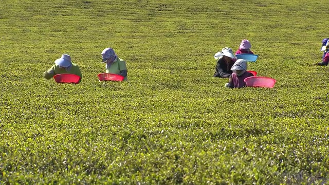 绿茶收获(Boseong茶园景观)视频素材