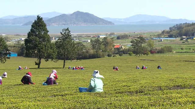 绿茶收获(Boseong茶园景观)视频素材