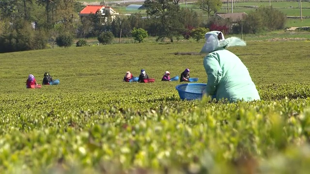 绿茶收获(Boseong茶园景观)视频素材