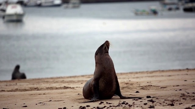 海滩上的海狮视频素材