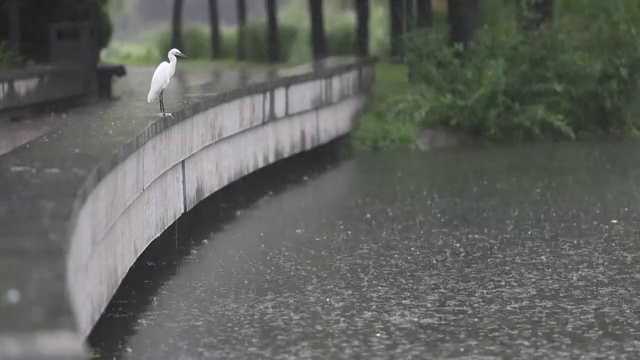 雨中的白鹭视频素材