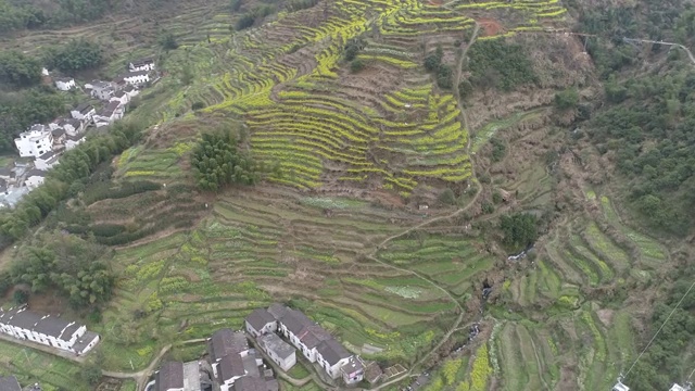 婺源油菜花视频素材