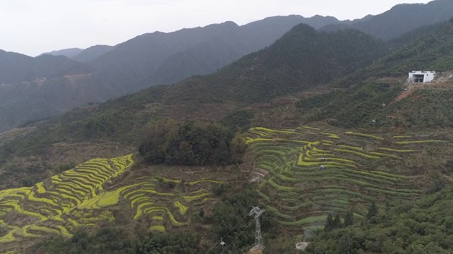 婺源油菜花视频素材