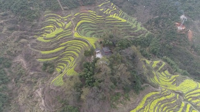 婺源油菜花视频素材