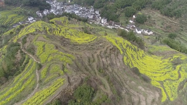 婺源油菜花视频素材