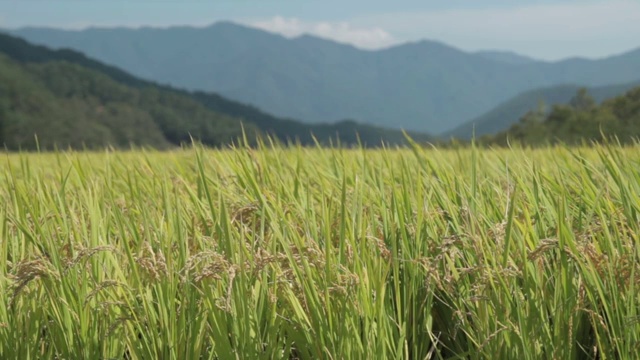 韩国的稻田视频素材