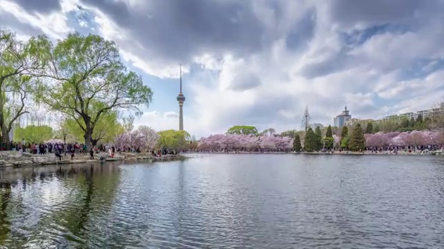 北京玉渊潭公园樱花节视频下载