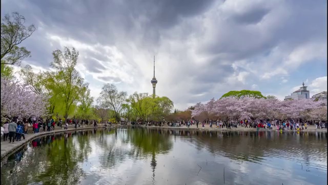 北京玉渊潭公园樱花节视频素材