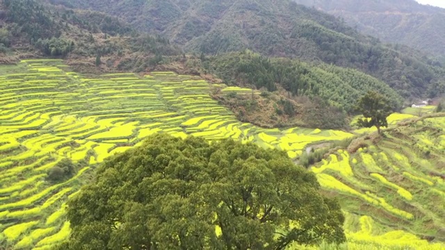 婺源篁岭油菜花视频素材