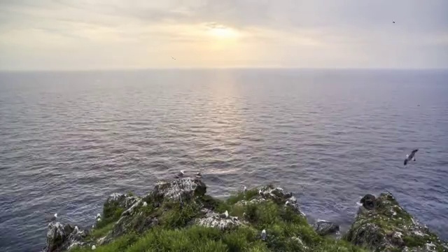 一群海鸥在独岛(位于韩国东海岸)视频素材