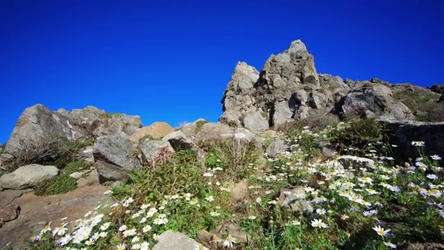 日三山(国家公园)的野花视频素材