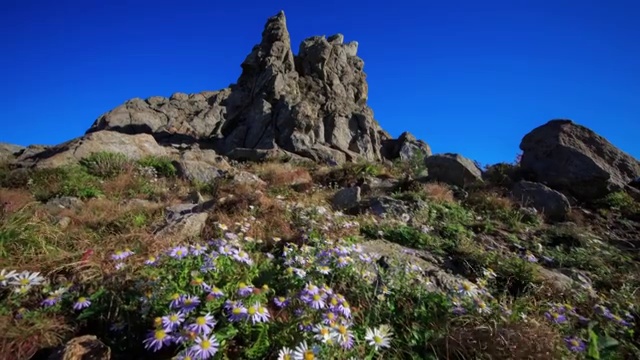 日三山(国家公园)的野花视频素材