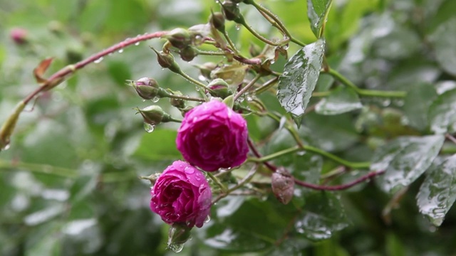 花卉视频素材