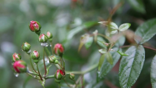 花卉视频素材