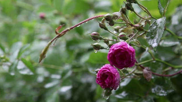 花卉视频素材