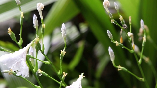 花卉视频素材