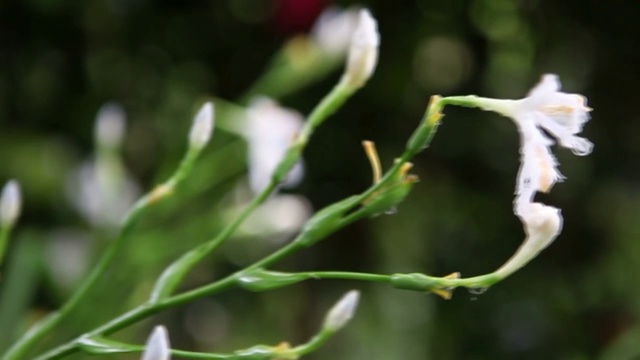 花卉视频素材