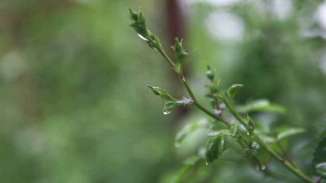 花卉视频素材